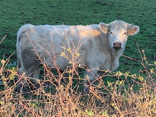 Vache Charollaise